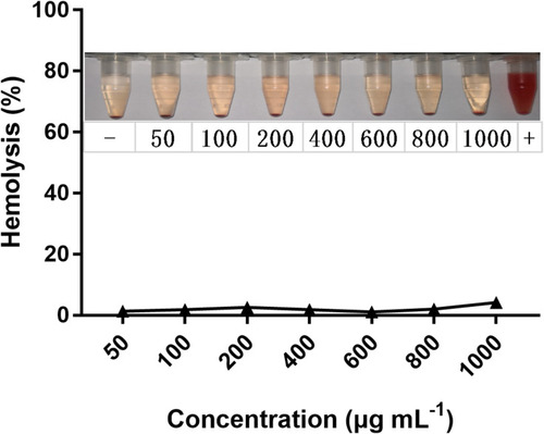 Figure 9 Percentage of hemolysis of RBCs incubated with CDDPHA-CD@AUR.