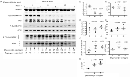 Fig. 2 Pharmacodynamics in colon of C57BL/6 mice fed diets containing variable levels of eRapa. (a) Western blot with the indicated antibodies. Below each lane, we show the levels of rapamycin in the colon and blood. (b) Graphs the ratio of intensity values for the phosphorylation state-dependent signal (P(240/244)rpS6) to phosphorylation state-independent (rpS6) signal. (c) The rpS6 to actin antibody signal. (d) Graph showing the ratio of intensity values for the phosphorylation state-dependent signal (Ser209) to phosphorylation-independent signal of eIF4E. (e) Ratio of eIF4E to actin. (f) Ratio of phosphorylation state-dependent signal 4E-BP1 (Thr37/46) to phosphorylation-independent intensity values. (g) Ratios of 4E-BP1 to actin. (h) Ratios of eIF4E to 4E-BP1.