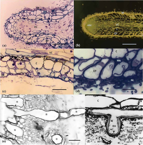 Figure 4. Differences between angiosperms and conifers regarding Hartig net formation and the response of root hair cell to the colonization of ECM hyphae. (a) Longitudinal section of Pinus rigiteada (conifer)–Pisolithus tinctorius ECM root tip. Cortical cells are modified, i.e. axially elongate and irregular in shape due to Hartig net formation. (b) Longitudinal section of Quercus acutissima (angiosperm)–Scleroderma verrucosum ECM root tip. Epidermal cells are modified to a radially elongated shape due to Hartig net formation. (c) Hartig net is formed around inter-cortical cells on Pinus rigiteada (conifer)–Pisolithus tinctorius ECM root tip. (d) Hartig net is formed only between epidermal cells on Quercus acutissima (angiosperm)–Scleroderma verrucosum ECM root tip. They are not interfacing between cortical cells (Jung and Tamai Citation2011). Scale: 20 μm (e) Longitudinal section of root showing root hair (asterisk)–fungal hyphae interaction on Betula alleghaniensis–Laccaria bicolor ECM root tip. Hyphae have penetrated between (arrowheads) and around (double arrowheads) (Massicotte et al. Citation1989). Scale: 20 μm. (f) Response of Pseudotsuga menziesii root hair against the colonization of Rhizopogon parksii ECM hyphae. The cell wall of root hair is thickened (Massicotte et al. Citation2000).