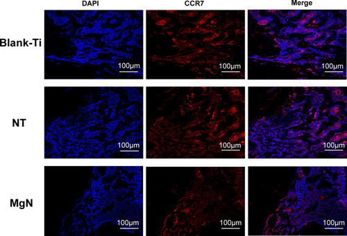 Figure 7 Detection of M1 marker (CCR7) in tissue sections from rat bone by immunolabeling and confocal immunofluorescence imaging.Notes: The area of CCR7-positive sites (M1; red) was the smallest in MgN group and the largest in NT and Ti group.Abbreviation: CCR7, the surface markers M1 of macrophages.