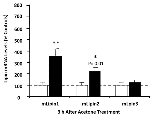Figure 3 Lipin gene expression in mouse epidermis after acetone treatment. Mouse skin was treated with acetone (filled bar) or phosphate buffered saline (as control) (empty bar). Three hours after treatment, skin samples were collected and epidermis was prepared. Total RNA was prepared for real-time PCR analysis, and the relative mRNA levels of lipin-1, -2 and -3 (36B4 as internal control) were determined. Data are expressed as a percentage of phosphate buffered saline control (100%) and presented as mean ± SEM (n = 4). The experiment was repeated once using a different batch of mice with similar results. **p < 0.01, *p < 0.05.