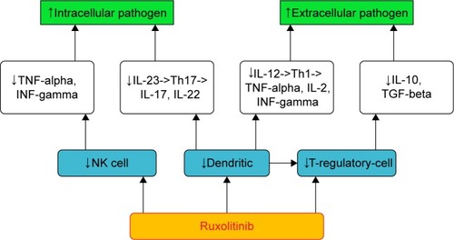 Figure 1 Ruxolitinib and immune system.