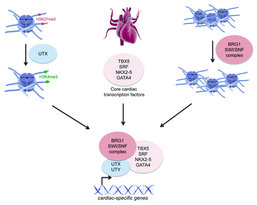 Figure 3. The involvement of UTX in genetic regulation of cardiac development. During cardiac development UTX, guided by the core cardiac transcription factors NKX2–5, TBX5, GATA4 and SRF, promotes specific gene activation of cardiac-specific genes through demethylation of H3K27me2/3 at their promoter regions. In addition, UTX and UTY can interact with the BRG1-containing SWI/SNF chromatin remodeling complex enabling general chromatin remodeling at these cardiac-specific gene loci (graphics from www.somersault1824.com).