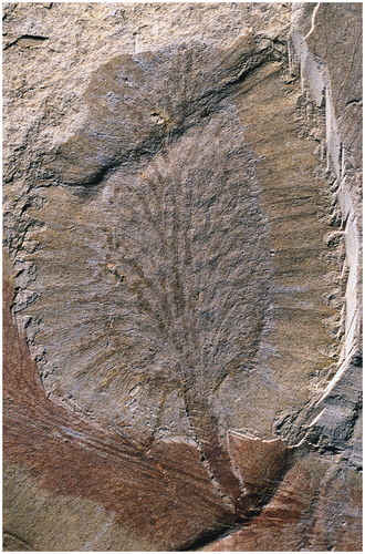 Fig. 1 The glossopterid fruiting structure, Scutum leslii Plumstead Citation1952 (sensu Prevec Citation2011), attached to the midrib of a leaf found in the Early Permian Vryheid Formation, near Vereeniging, in the northern Karoo Basin of South Africa. Image courtesy Stephen McLoughlin.