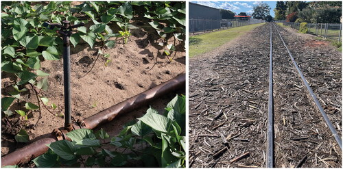 FIGURE 4 An irrigation pipe in a sweet potato field; fragments of cane alongside a railway line.