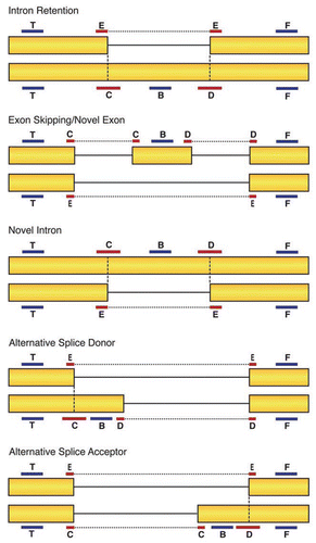 Figure 2 Probe design for the SpliceArray. Six probes were used to detect specific splicing events. Two of the probes, T and F, are designed to detect invariant mRNA regions to control for changes in expression levels. If mRNA detection with these probes changes across conditions, the changes are likely to reflect transcriptional effects and not altered splicing. Probes B, C, D and E span exon-exon junctions or reside entirely within variable exon sequences. Changes in mRNA levels detected with these probes relative to the invariant T and F probes indicate a change in splicing pattern.