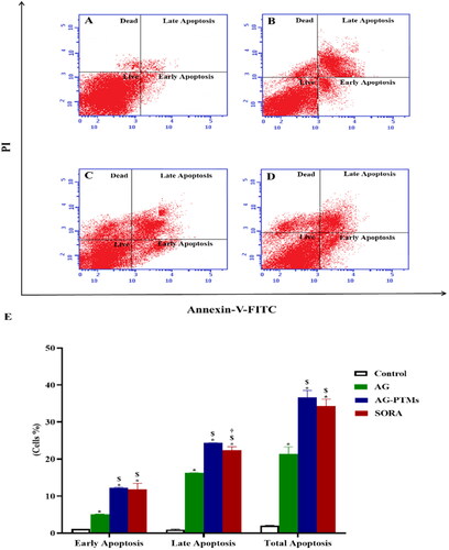 Figure 8. Detection of apoptosis by flow cytometry in HepG2 cells pretreated with AG, AG-PTMs and SORA. Representative flow cytometric dot plots of control (A), AG (B), AG-PTMs (C) and SORA (D). Graphic presentation of early, late and total apoptosis (E). Data are represented as mean of six independent experiments ± SD. *Statistically significant differences from control at p < .05, $statistically significant differences from AG at p < .05, †statistically significant differences from AG-PTMs at p < .05.