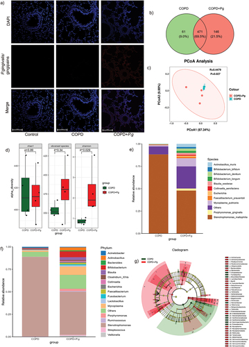 Figure 2. P. gingivalis colonizes the lungs and alters lung microbiota of COPD rats. (a) Representative immunofluorescence images of P. gingivalis/gingipains in lung tissues. Scale bar:100 µm. (b) Venn diagram of shared and unique OTUs between COPD and COPD+P.G group. (c) PCoA plot of beta diversity of lung microbiota based on weighted unifrac. (ANOSIM, r = 0.4479 p = 0.027). (d)Boxplot of alpha diversity (Chao1, observed species, and Shannon index) of lung microbiota in BALF between COPD and COPD+P.G group (n = 4). (e-f) relative abundance of lung microbiota at the species (e) and phylum (f) levels between COPD and COPD+P.G group. (g) Cladograms of LEfSe showing differences in the bacterial taxa between COPD and COPD+P.G group (LDA score > 4).