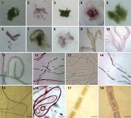 Figs 1–18. Photographs showing purple coloration of Au (III) treated taxa in comparison to control sets. 1, 3, 5, 7, 9. Overall morphology and colour of control thalli of Phormidium valderianum, P. tenue, Microcoleus chthonoplastes, Rhizoclonium fontinale and Ulva intestinalis. 2, 4, 6, 8, 10. Gold‐treated thalli of the same five species. 11, 13, 15, 17. Microphotographs of control P. valderianum, P.tenue, M. chthonoplastes and R. fontinale. 12, 14, 16, 18. Microphotographs of gold‐treated material. Scale bars: 5 µm (Figs 11–14), 20 µm (Figs 15, 16), and 15 µm (Figs 17, 18).