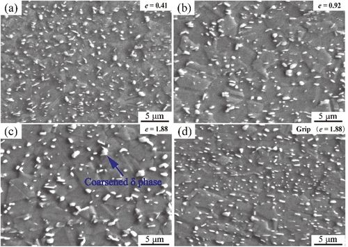 Figure 4. SEM image of the deformation zone of the alloy sheet with a strain of (a) 0.41, (b) 0.92, and (c)1.88 at 950°C and a strain rate of 1 × 10−3 s−1. (d) SEM image of the gripping zone.