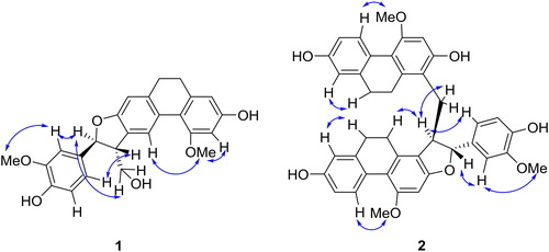 Figure 3. Key NOESY correlations of compounds 1 and 2.