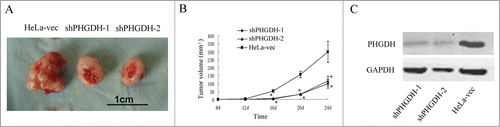 Figure 4. Downregulation of PHGDH suppressed growth of primary cervical adenocarcinoma tumors in a mouse xenograft model. (A) Photograph of a tumor developed in the subcutaneous implanted model. (B) A statistical plot of average tumor volume in the subcutaneous implanted model. Compared with HeLa-vec controls, the average tumor volumes from mice in shPHGDH-1or shPHGDH-2 groups were markedly smaller. The graph shows the mean ± SD; *P < 0.05. (C) Downexpression of PHGDH in tumors from shPHGDH mice was confirmed by Western blot.