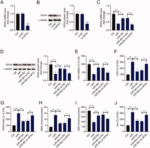 Figure 3. Bri inhibited ferroptosis-dependent H/R injury by facilitating GPX4 expression in vitro. H9C2 cells were transfected with si-GPX4 or si-NC and then treated with Bri. After 6 h of treatment, H9C2 cells were exposed to H/R condition. (A and B) qRT-PCR and western blot analysis of GPX4 expression in H9C2 cells transfected with si-GPX4 or si-NC. (C and D) GPX4 expression was detected in H9C2 cells with different treament. (E) The viability of H9C2 cells was determined using CCK-8 assay. (F) LDH release assay was conducted to determine the level of LDH in H9C2 cells. The levels of ROS (G), MDA (H), GSH (I), and iron (J) in H9C2 cells were determined using commercial kits. *p < 0.05, **p < 0.01, and ***p < 0.001.