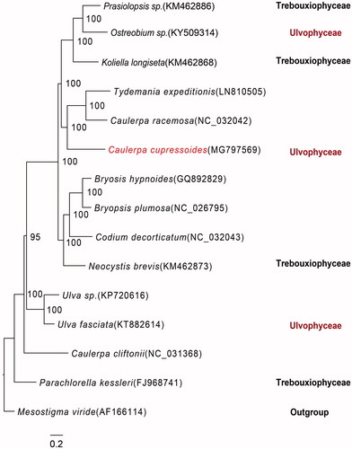 Figure 1. Phylogenetic tree of 15 species based on chloroplast genome. Mesostigma viride was used as an outgroup. Sp. represents an uncertain species.