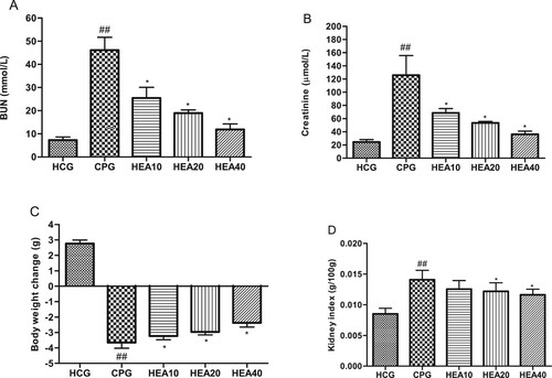 Figure 2. Effect of HEA on cisplatin-induced renal dysfunction (A) Blood urea nitrogen, (B) Serum creatinine, (C) Body weight changes, (D) Kidney index. ##P < .05 versus normal control group, *P < .05 versus cisplatin treated group.