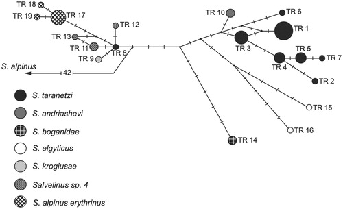 Figure 1. Median-joining network for the charrs of the genus Salvelinus, resulting from the analysis of combined sequences of mtDNA (COI, Cytb genes, and CR). Mutational differences between the haplotypes are shown on the branches; the circle size is proportional to the absolute haplotype frequencies. All mutations have equal weights; the interval of the median vector search (black circles), ɛ is zero.