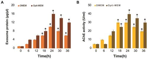 Figure 3 Effect of serum on exosome protein concentration and AChE activity of A549 cells. A549 cells were grown on DMEM and Opti-MEM over a 36 h. (A) Total protein concentration of isolated exosomes were determined by bicinchoninic acid (BCA). (B) The AChE activity was determined from isolated exosomes by colorimetric method. After incubation, the colorimetric product was read at 412 nm on a microplate reader and expressed as AChE activity (units/mL). The results are expressed as mean ± standard deviation of three independent experiments. The treated groups showed statistically significant differences from the control group by the Student’s t-test; *p < 0.05 was considered significant.