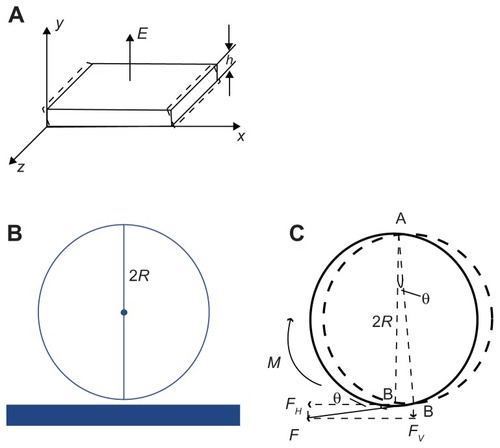 Figure 2 The mechanical model of the interaction of the sphere and with quartz crystal microbalance platform. (A) The thickness shear oscillation of a piezoelectric quartz crystal. E is the electric field direction of the piezoelectric effect. h is the thickness of the quartz. (B) Diagram of the flexible connection. (C) The mechanical model of the sphere rotating around the vertex.