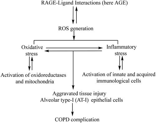 Figure 4. Alveolar type I (AT-I) epithelial cells are predominant RAGE expressing in the lungs. The interaction of RAGE with AGE/other ligands generates reactive oxygen species from oxidoreductases and mitochondria which accumulates the troubling oxidative and inflammatory stress. Enhanced oxidative and inflammatory stress causes tissue injury (AT-I cells) and COPD complications.