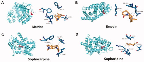 Figure 7. Molecular docking model and visual map of binding site between main components of kuhuang injection and PPARG target. The main components of kuhuang injection are matrine, emodin, sophocarpine, and sophoridine.
