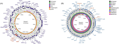 Figure 5 Two plasmid circle maps were generated with the GCview website. (A) Plasmid 1 carried rmpA, rmpA2, and iucABCD and was highly similar to pLVPK. The white regions indicate absence. (B) Plasmid 3 carried blaKPC-2 and shared a high identity with CP034417.1, CP103319.1, CP064248.1, and MZ475710.1 by comparison.