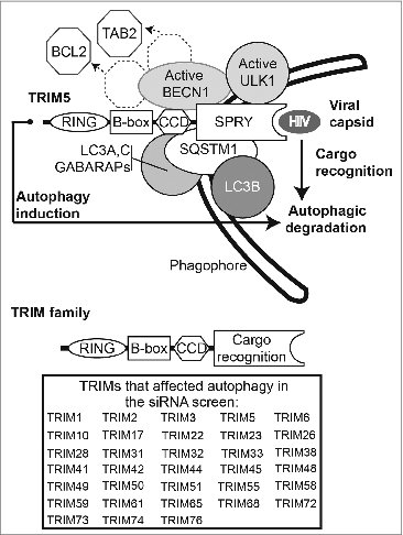 Figure 1. Top, TRIM5 promotes autophagy by acting as a platform for the assembly of active ULK1 and BECN1 complexes and rhesus (but not human) TRIM5 delivers incoming HIV-1 capsids for autophagic degradation by directly binding both the viral capsid and mammalian Atg8s. Assembly of ULK1, BECN1, and mammalian Atg8s is a conserved feature in most TRIMs. We propose that TRIMs use their SPRY or other cargo recognition domains for the autophagic targeting of a wide variety of microbial and endogenous cellular substrates. Shown is a generic TRIM domain organization; the table lists TRIMs that affect autophagy in our siRNA screen.