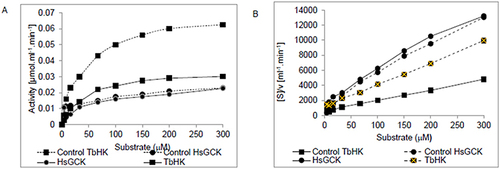Figure 6 (A) Michaelis Menten; (B) Hanes Woolf plots showing the kinetic analyses for TbHK and HsGCK in the absence and presence of silver nanoparticles. Data was obtained from 3 data sets, each collected on different days and in triplicate. Error bars represent standard deviation among data sets.
