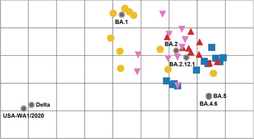 Figure 3. Antigenic cartography of SARS-CoV-2 FFRNT50 data using mouse anti-sera. The antigenic map was prepared according to serum FFRNT50 values against mNG reporter SARS-CoV-2 spike variants. The FFRNT50 values are presented in Figures 1E-H. SARS-CoV-2 variants (grey, filled circle icons) are labelled by name or Pango lineage. Individual mouse antisera are colour-coded based on the viral inoculum: BA.1 (gold circles), BA.2 (pink triangles), BA.2.12.1 (red triangles), and BA.5 (blue squares). Grid increments indicate a two-fold reduction in FFRNT50 titre between two icons. Thus, two grids correspond to 4-fold dilution, three to 8-fold dilution, and so on.