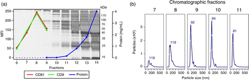 Fig. 2.  Isolation of plasma-derived exosomes by size-exclusion chromatography. An aliquot (1 mL) of undiluted plasma from Donor 1 was passed through a sepharose (CL-2B) column, and 30 fractions of 0.5 mL each were collected. (a) SDS–PAGE stained with silver and protein concentration values of fractions 6–14 were measured by Bradford assay (fractions 6, 7 and 8 were below the lower limit of detection) and fractions 6–9 were analysed by flow cytometry, after coupling of vesicles to 4 µm latex beads, for the presence of antigens CD9 (1:10) and CD81 (1:10). The secondary anti-mouse antibody was conjugated to FITC and was used at a 1:100 dilution. MFI: mean fluorescence intensity. (b) Fractions 7–11 were submitted to NTA on a NanoSight LM10 (software version 3.0).