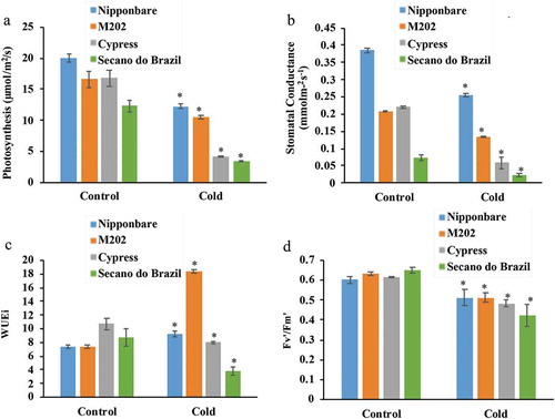 Figure 1. Physiological parameters of rice genotypes in response to low temperature.Response of plant genotypes treated at control (28°C) and stress (10°C) conditions, show response for: (a) photosynthesis, (b) stomatal conductance, (c) transpiration and (d) PSII quantum efficiency. The data represent the mean of five biological replicates. The asterisks indicate significance at P ≤ 0.01 compared to the control as analyzed by Student’s t-test.