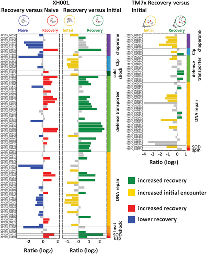 Figure 6. Stress. Genes involved in stress responses broken down into sub-categories chaperones, heat shock proteins, cold shock proteins, clp proteases, defense transporters, DNA repair, sodium oxide dismutase (SOD), universal stress protein (usp), and spermidine synthase (spm). Bar plots show the log2 ratio between the stable symbiosis coculture and the initial encounter coculture. Blue: decreased in XH001/TM7× versus XH001n; Green: increased in recovery; yellow: increased in initial encounter; Grey: statistically unchanged.