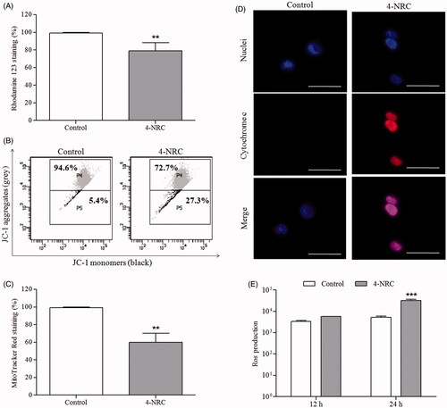 Figure 5. Effects of 4-NRC on mitochondrial function and ROS production in K562 cells. Cells (1 × 106 cells/mL) were treated with 4-NRC (27 μM) for 24 h and mitochondrial function was analyzed by different assays as follows: (A) 4-NRC-induced Δψm changes were previously evaluated by rhodamine 123 staining; (B) mitochondrial depolarizing ability of 4-NRC was confirmed by JC-1 staining: representative histogram shows viable cells with mitochondria-aggregated JC-1 (normal Δψm) and apoptotic cells with monomeric and cytosolic JC-1 of control and 4-NRC groups; (C) reduction of mitochondrial mass promoted by 4-NRC was evaluated by Mitotracker Red staining; and (D) cytochrome c release by mitochondria of untreated cells and cells treated with 4-NRC was determined by microscopy: the nuclei were visualized by Hoechst staining and merging the cytochrome c and nuclei representative images were carried out (630 × magnification). Dotted circle represents cytochrome c not detectable in control cells. Scale bars =25 μm. (E) Intracellular ROS generation analysis in K562 cells treated with 4-NRC using a fluorimetric probe, 2,7-dichlorodihydrofluorescein diacetate (DCFH-DA). Results represent the mean ± SD. Data are representative of three independent experiments (**p < 0.001 and ***p < 0.0001 vs. control).