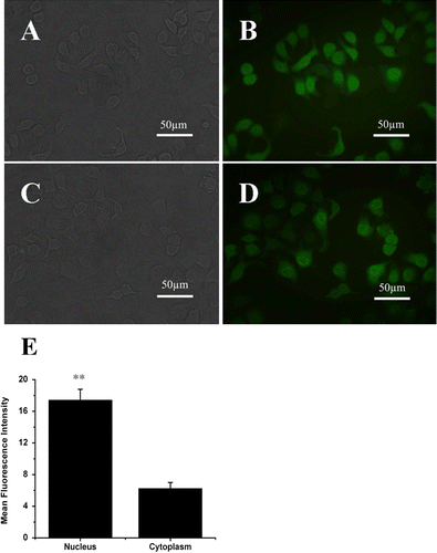 Figure 1.  Expression and location of ERβ-GFP fusion protein in MCF-7 cells in vitro under fluorescence microscope. (A) reflected light micrograph of MCF-7-GFP Cells. (B) corresponding fluorescence micrograph of MCF-7-GFP Cells. (C) reflected light micrograph of MCF-7-ERβ Cells. (D) corresponding fluorescence micrograph of MCF-7-ERβ Cells. The C terminus of the GFP was fused to the N terminus of the human ERβ. ERβ-GFP fusion protein stably expressed in ERβ-transfected MCF-7 cells localized both in the cytoplasm and the nucleus, with stronger GFP signal in the nucleus. (Original magnification ×400). (E) relatively numerical values of mean fluorescence intensity in nucleus and in cytoplasm in ERβ-transfected MCF-7 cells compared with that of background. Data were given as mean ± SD. **p < 0.01 versus corresponding mean fluorescence intensity in cytoplasm.