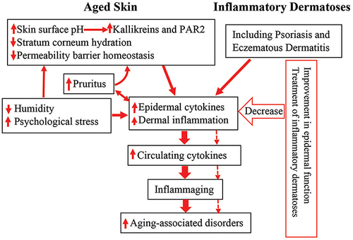 Figure 1 Schematic diagram: link between cutaneous conditions and aging-associated disorders in the elderly. Aged humans exhibit epidermal dysfunction. Both epidermal dysfunction and inflammatory dermatoses can provoke cutaneous inflammation. Prolonged cutaneous inflammation can result in inflammaging, leading to the development of inflammaging-associated disorders in the elderly (indicated in solid arrows). Conversely, either appropriate treatment of inflammatory dermatoses or improvement in epidermal function can decrease cutaneous inflammation, preventing the development and progression of inflammaging, consequently alleviating inflammaging-associated disorders in the elderly (indicated in dotted arrows).