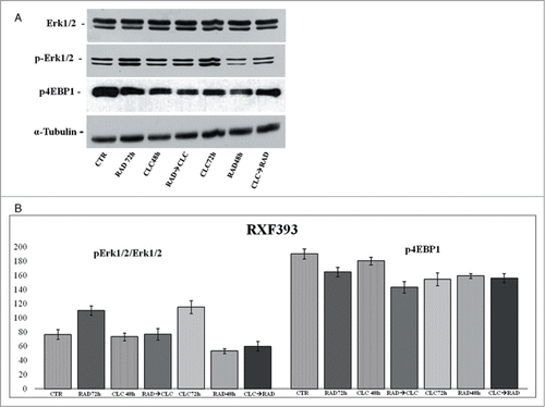 Figure 6. Evaluation of pathways involved in the regulation of proliferation and survival. (A) RXF393 were treated with RAD and/or CLC alone or in combination. Thereafter, both the activity and the expression of the different proteins were evaluated. Expression of the house-keeping protein α-tubulin was used as loading control. (B) Representation of the intensities of the bands associated to the different proteins normalized for the expression of the total proteins. The intensities of the bands were expressed as arbitrary units when compared to those of the untreated cells. The figure is representative of 3 different experiments that always gave similar results.
