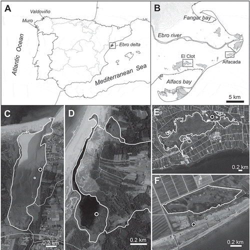 Fig. 1. Locations of the four coastal lagoons (Valdoviño, Muro, Alfacada and Clot) where Nitzschia varelae was found. (A) Positions of the four coastal lagoons in the Iberian Peninsula: Valdoviño and Muro lagoons on the Atlantic coast, and the Ebro Delta with Alfacada and Clot lagoons on the Mediterranean coast. (B) Map detail of the Ebro Delta and locations of the Alfacada and El Clot lagoons. (C–F) Orthophotographs of the lagoons showing locations of sampling points (open circles). (C) Valdoviño lagoon. (D) Muro lagoon. (E) Clot lagoon. (F) Alfacada lagoon.