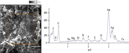 Figure 2. Scanning electron micrograph and energy dispersive absorption spectra of nanoparticles derived from the spice blend.
