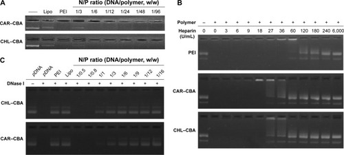 Figure 5 Stability and DNA complexation ability of Gua-SS-PAAs determined by gel electrophoresis.Notes: CAR–CBA–pDNA and CHL–CBA–pDNA were at N/P ratios varying from 1/0.5 to 1/96. Complexes were tested after being treated with nothing (A), heparin (B), and DNase I (C).Abbreviations: CAR, guanidine hydrochloride; CBA, N,N′-cystamine bisacrylamide; CHL, chlorhexidine; Gua-SS-PAAs, guanidinylated poly(amido amine)s with multiple disulfide linkages; Lipo, lipofectamine 2000; N/P, nucleic acid/polymer weight ratio; PEI, polyethylenimine.