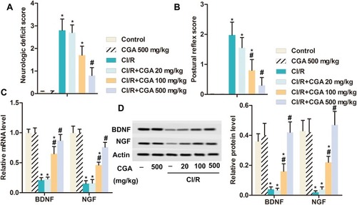 Figure 2 CGA alleviates nerve injury in rats with CI/R. Rats were randomly divided into six groups with ten in each group: Control group, CGA group; CI/R group; CI/R + CGA (20 mg·kg−1) group; CI/R + CGA (100 mg·kg-1) group; CI/R + CGA (500 mg·kg−1) group. (A) Neurologic deficit score. (B) Postural reflex score. (C) The mRNA level of BDNF and NGF was measured by RT-qPCR. (D) The protein level of BDNF and NGF was measured by Western blotting. Actin was used as internal reference. *p<0.05 vs control group; #p<0.05 vs CI/R group.