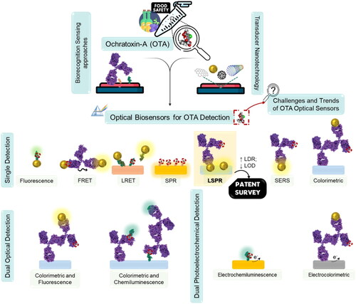 Figure 4. General scheme of the main topics addressed in this review, regarding the recent advances in OTA optical biosensor nanotechnologies.