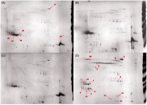 Figure 2. Comparison of protein-corona patterns from different particle, 50 μg of the bound proteins were separated on 2DE. (A) FWF, (B) UFWF, (C) Fe2O3, and (D) Fe3O4. (1) PLUNC, (16) lysozyme C, (7) keratine and (2) lipocalin 1. Each sample was analyzed in triplicates. The most representative gels are presented here. Numbers refer to identified proteins listed in Table S3.