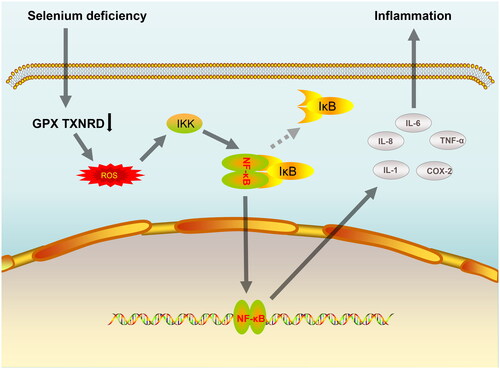 Figure 2. A simple mechanism by which Se deficiency induces inflammation by activation of the NF-κB pathway. Abbreviations: Se: Selenium; GPX: glutathione peroxidases; TXNRD: thioredoxin reductase; ROS: Reactive oxygen species; IKK: IκB kinase; IκB: inhibitor of nuclear factor kappa B; NF-kB: nuclear factor kappa B; IL-1: interleukin-1; IL-6: interleukin-6; IL-8: interleukin-8; COX-2: cyclooxygenase-2; TNF-α: tumor necrosis factor alpha.