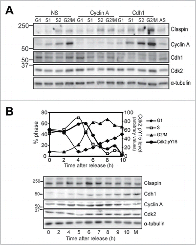 Figure 4. Cyclin A regulates S/G2 phase Cdh1 and Claspin levels.(A) HeLa cells were transfected with ether nonsense (NS), Cyclin A (#1) or Cdh1 siRNA for 24 h then fixed, stained for their DNA content with propidium iodide and sorted into four fractions, G1, early (S1), late S phase (S2), and G2/M phase. The histograms are presented in Figure S5. Fractions were immunoblotted for the indicated proteins. An asynchronous culture is shown as a control (AS). These data are representative of replicate experiments. (B) Thymidine synchronised HeLa cells were harvested at the indicated times after release. Samples were analyzed by FACS for their cell cycle distribution, or lysed and immunoblotted for the indicated proteins. Lysates were also immunoprecipitated for Cyclin A and the immunoprecipitates immunoblotted for the presence of the inactive phosphoTyr15 Cdk2. The level of this inactive form was measured by densitometry and shown on the same graph as the cell cycle distribution (Cdk2 pY15). Mitotic shake-off sample (M) was run as a control. α-Tubulin was used as a loading control.