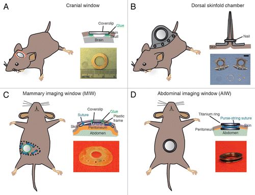 Figure 2. Most frequently used imaging windows in cancer research. (A) The CIW: the coverslip is glued onto the skull. The image depicts a coverslip and a metal ring. (B) The DSC: the metal frame of the window is clamped around the dorsal skinfold. Photograph shows the window chamber, retaining nuts and glass window. Scale bar, 1 cm. Photograph reprinted fromCitation39 by permission from Macmillan Publishers Ltd: Nature Protocols. (C) The MIW: a purse-string suture tightens the skin around the MIW. The photograph depicts the titanium MIW. . (D) The AIW: a purse-string suture secures the AIW onto the abdominal wall and skin. The photograph depicts the titanium AIW with the groove in the side and is adapted from.Citation32 All cartoons fromCitation32 Reprinted with permission from AAAS.