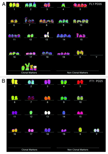 Figure 9. Karyotypes of immortal clones of SV40 virus-transformed lung cells, FL1 (A) and tail cells, FT1 (B) from a telomerase-deficient mouse (see also Table 6). The transformed clones arose together with their new individual karyotypes 2–3 mo after infection of the cells with SV40 virus.