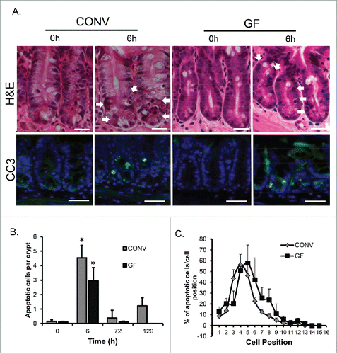 Figure 1. DOXO induces apoptosis in intestinal epithelium irrespective of the presence of enteric bacteria. A. H&E images demonstrating mitotic bodies and immunofluorescence staining indicating the presence of active caspase 3-positive cells (green) 6h following DOXO treatment in both CONV and GF mice. Arrows indicated apoptotic cells. B. Quantitation of the number of apoptotic cells per crypt, for a total of 20 crypts per animal, in CONV and GF jejunal tissue from control mice and 6, 72, and 120 h after DOXO treatment. * indicates values significantly different from their respective 0h controls p ≤ 0 .05. C. Positional analysis of apoptotic bodies in jejunal epithelium from CONV and GF mice 6h following DOXO treatment. Scale bar: 30 μm.