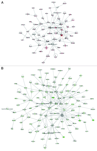 Figure 7. Network analysis of dynamic gene expression in SKOV3 cells based on the 2-fold common gene expression list obtained following shRNA-mediated RUNX1 knockdown. (A) Upregulated networks. (B) Downregulated networks. The five top-scoring networks for each cell line were merged and are displayed graphically as nodes (genes/gene products) and edges (the biological relationships between the nodes). Intensity of the node color indicates the degree of up- (red) or downregulation (green). Nodes are displayed using various shapes that represent the functional class of the gene product (square, cytokine, vertical oval, transmembrane receptor, rectangle, nuclear receptor, diamond, enzyme, rhomboid, transporter, hexagon, translation factor, horizontal oval, transcription factor, circle, other). Edges are displayed with various labels that describe the nature of relationship between the nodes: ____, binding only; →, acts on. The length of an edge reflects the evidence supporting that node-to-node relationship, in that edges supported by article from literature are shorter. Dotted edges represent indirect interaction.