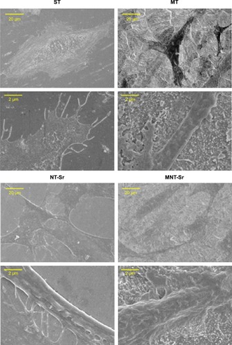 Figure 8 SEM images of osteoblast adhesion on the four surfaces after 3 days.Abbreviations: MNT-Sr, micro/nanorough strontium-loaded Ti; MT, micro titanium surface; NT-Sr, nano strontium-containing titanium surface; SEM, scanning electron microscopy; ST, smooth titanium surface.