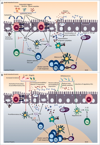 Figure 2. For figure legend, see next page.Figure 2 (See previous page). Celiac disease (CD) pathogenesis and potential microbial role as a disease modulator. (A) CD Pathogenesis. Gluten peptides in the small intestinal lumen translocate the epithelial barrier, either through paraceullular or transcellular mechansisms. Once in the lamina propria (LP), deamidation occurs, during which tissue transglutaminase (TG2) introduces negatively charged residues into the gluten peptides. Once gluten peptides are deamidated they can bind strongly and preferentially to DQ2/DQ8 molecules that are present on DCs. After migrating to sites of induction (mesenteric lymph nodes (MLN)), mature DCs present the gluten peptides to gluten-specific CD4+ T cells resulting in their activation and a gluten-specific Th1 response (production of IFNγ and IL-21). Gluten peptides and TG2 can also form complexes, which can be taken up by TG2 specific B cells or gluten-specific B cells. The presentation of gluten peptides by B cells to gluten-specific T cells results in B cell activation and the formation of anti-gliadin and anti-TG2 producing plasma cells. In the lumen, secretory anti-gliadin antibodies can bind gluten and transport gluten to the lamina propria via CD71-mediated transcytosis. Increased epithelial cell (EC) stress, triggered by gluten peptides, bacteria, or viruses, can upregulate stress molecules on epithelial cells (HLA-E, MICA/B) and induce IL-15 production from ECs. IL-15 can induce DC maturation and upregulate NK receptors (NKG2D) on IELs. The binding of NK receptors on IELs to their ligands (HLA-E and MICA/B) on ECs results in cytotoxic killing of ECs leading to tissue damage. IL-15 can also inhibit the regulatory effects of Tregs. (B) Pathogenic and protective role of microbiota in CD. Potential pathobionts, including E. coli and Shigella, may promote pro-inflammatory anti-gluten immune responses. First, E. coli strains isolated from CD patients were shown to have increased virulence. Second, E. coli and Shigella can induce the maturation of DCs and the production of pro-inflammatory cytokines (IL-12, TNFα) after gliadin stimulation. Finally, Shigella and E. coli can increase intestinal permeability and alter tight junction (TJ) protein expression. On the other hand, potentially beneficial bacteria, such as bifidobacteria, may reverse pathogenic, gluten-induced responses. Bifidobacteria can reverse gluten-induced increased permeability and altered TJ expression. Bifidobacterium species may also reduce the number of toxic, immunogenic gliadin peptides generated in the lumen. Finally, bifidobacteria can promote the production of IL-10 from DCs.