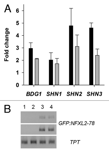 Figure 3. In vivo binding of GFP-NFXL2–78 to BDG1, SHN1, SHN2, and SHN3 promoters and analysis of GFP-NFXL2–78 transcript levels. (A) PCR amplification of promoter fragments after ChIP with an anti-GFP antibody in leaf extracts of 4-week-old soil-grown plants. Numbers give fold changes ± SE in three technical replicates (two nfxl2–1/35S::GFP-NFXL2–78 lines plus vs. minus anti-GFP antibody). (B) Semiquantitative RT-PCR was used to determine GFP-NFXL2–78 mRNA levels in 4-week-old soil-grown plants. As an internal control, the same cDNAs were used to quantify TPT transcript levels. The GFP-NFXL2–78 and TPT transcripts were amplified by PCR for 24/27 and 24 cycles, respectively. The PCR products were separated on a 1.5% agarose gel. 1, wild type; 2, nfxl2–1; 3, 35S::GFP-NFXL2–78 #1; 4, 35S::GFP-NFXL2–78 #2.